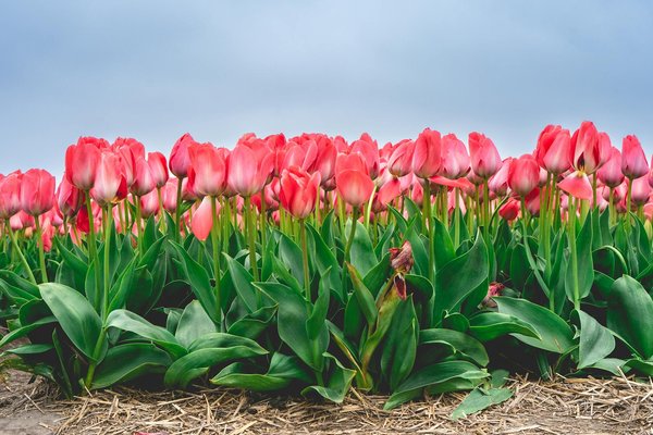 Carrelage extérieur : guide pour une terrasse esthétique et durable